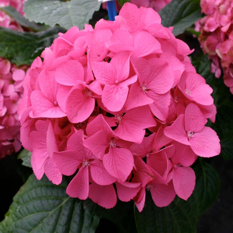 Hydrangea macrophylla Magical® Garnet