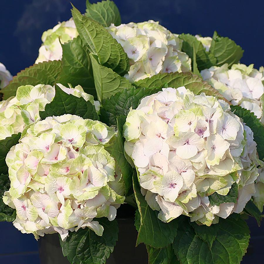 Hydrangea macrophylla Magical® Noblesse