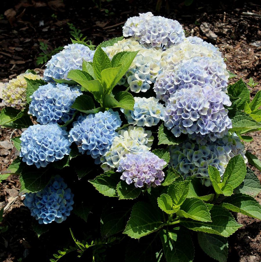 Hydrangea macrophylla Magical® Revolution