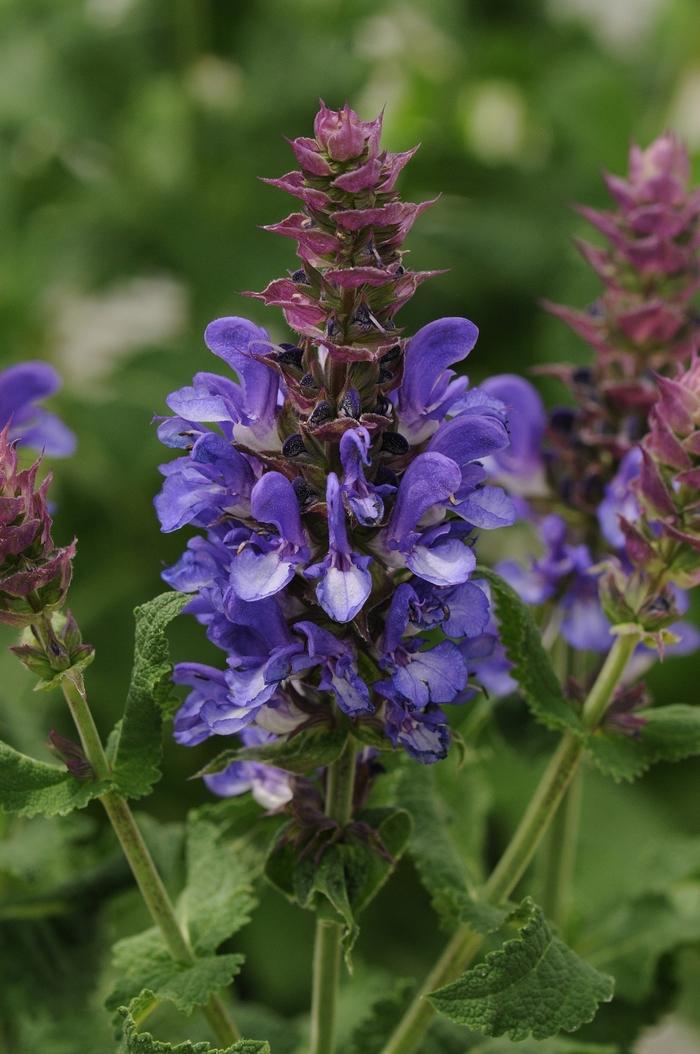 Salvia nemorosa Blue Marvel