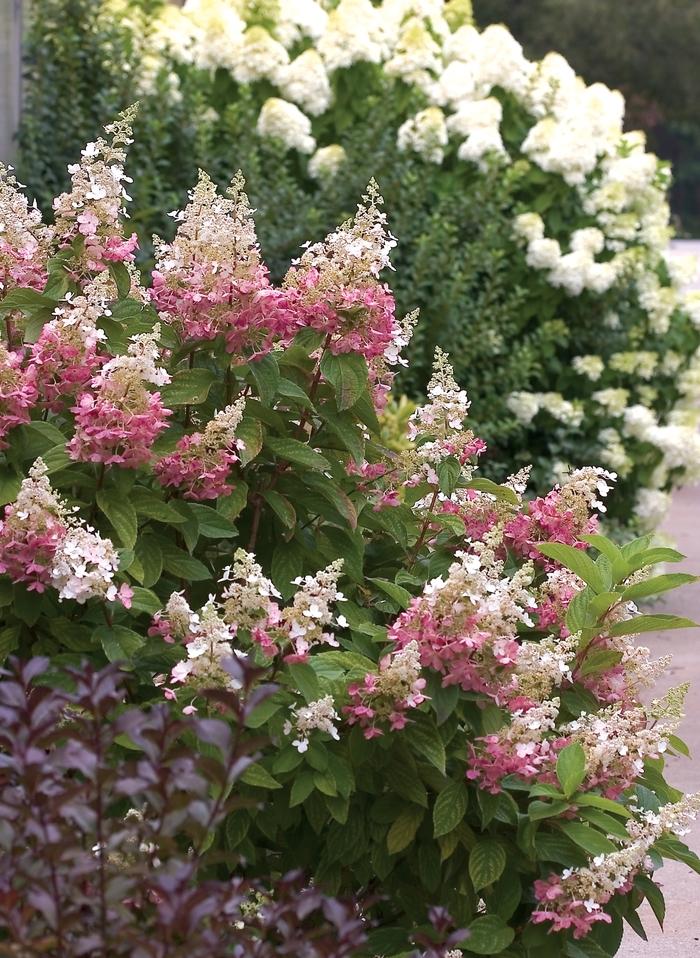 Hydrangea paniculata Pinky Winky®