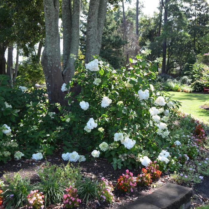 Hydrangea paniculata Vanilla Strawberry™