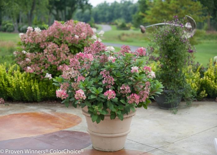 Hydrangea paniculata Little Quick Fire®