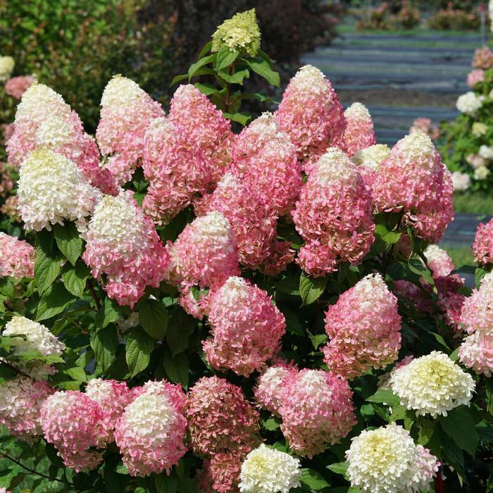 Hydrangea paniculata Quick Fire Fab®