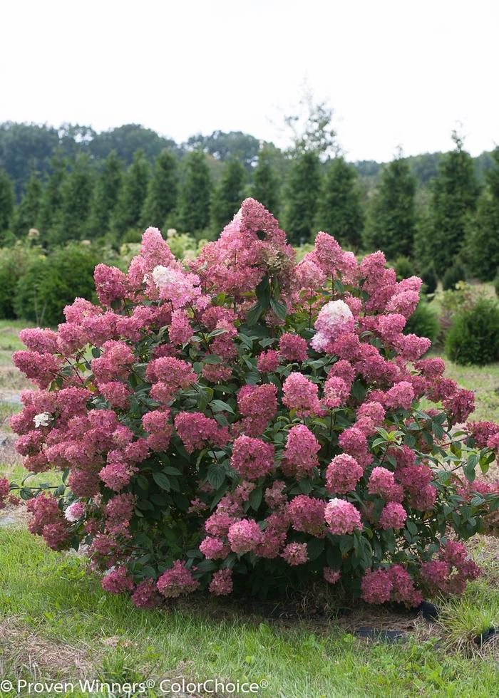 Hydrangea paniculata Fire Light®