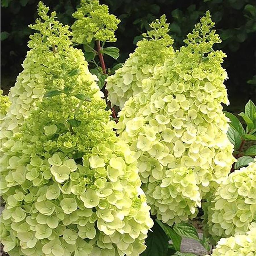 Hydrangea paniculata Moonrock™