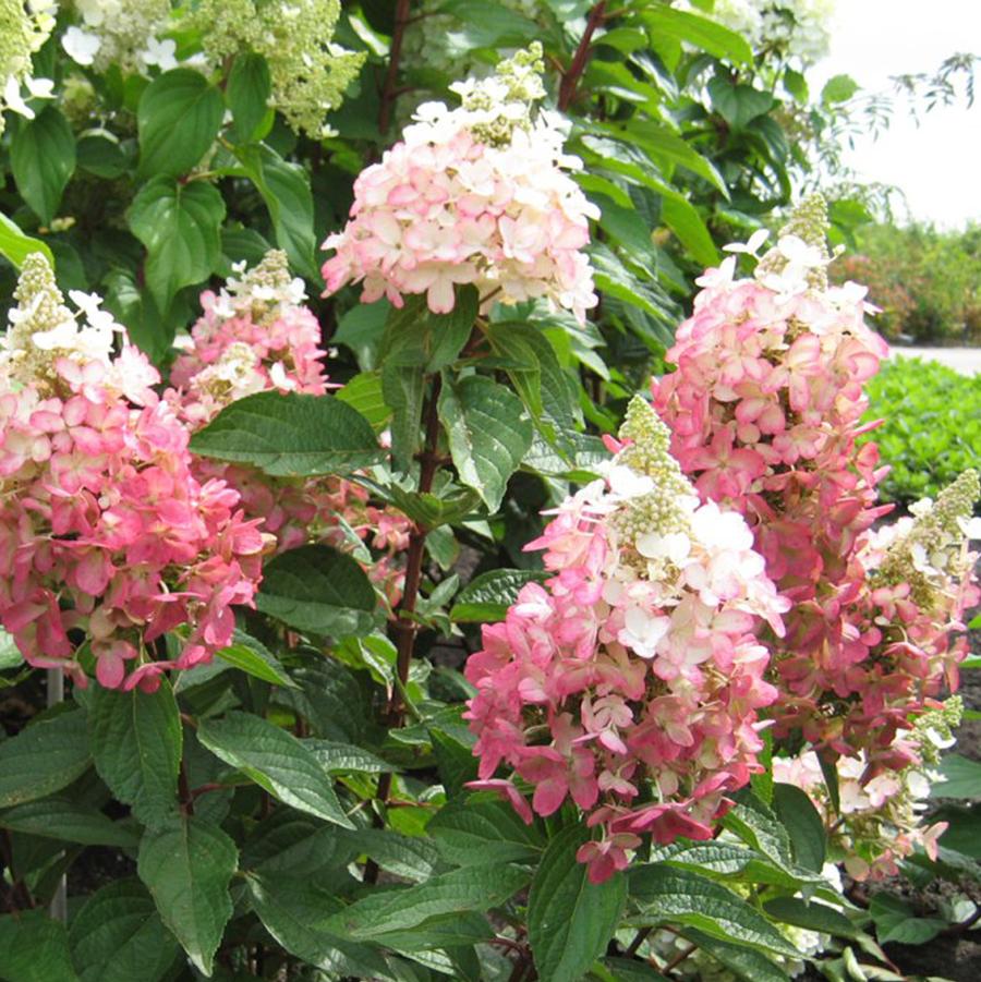 Hydrangea paniculata Flare™