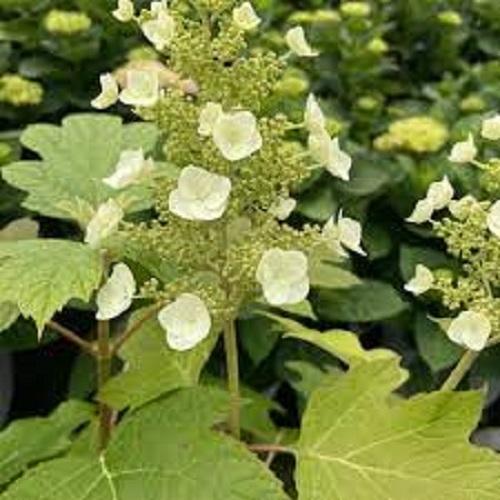 Hydrangea quercifolia Toy Soldier™