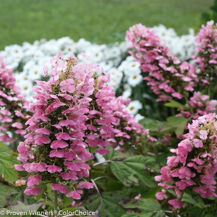 Hydrangea quercifolia Gatsby Pink®