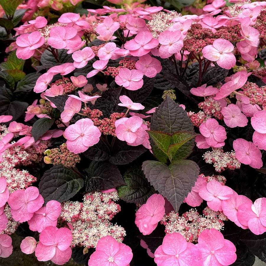 Hydrangea serrata Pink Dynamo