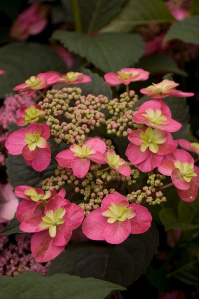 Hydrangea serrata Tuff Stuff™