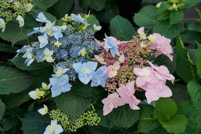 Hydrangea serrata Tuff Stuff Ah-Ha®