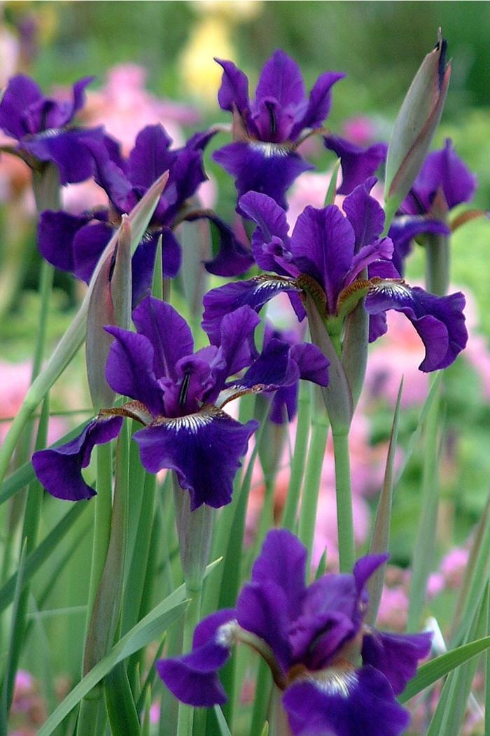 Iris sibirica Ruffled Velvet