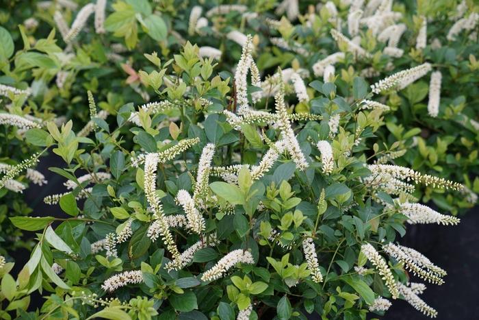 Itea virginica Scentlandia®