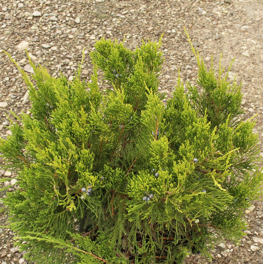 Juniperus chinensis Mint Julep®