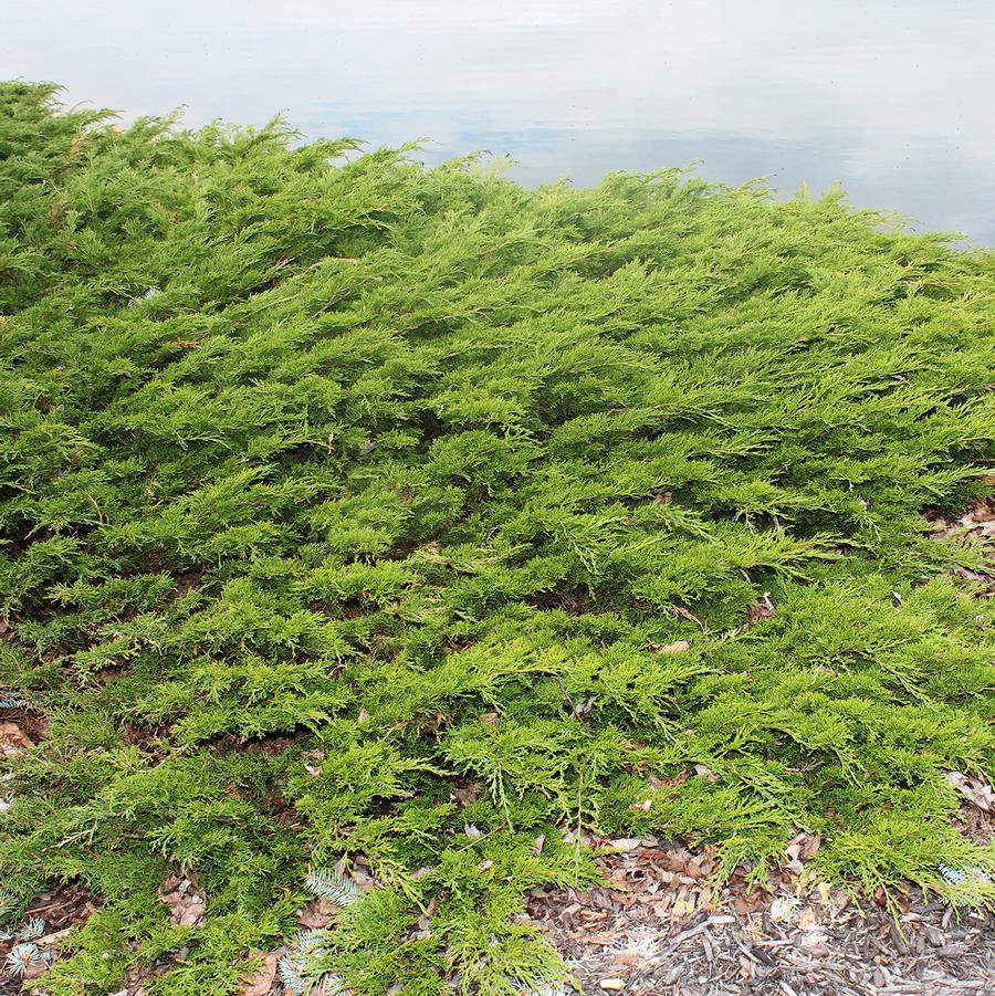 Juniperus chinensis var. sargentii Viridis