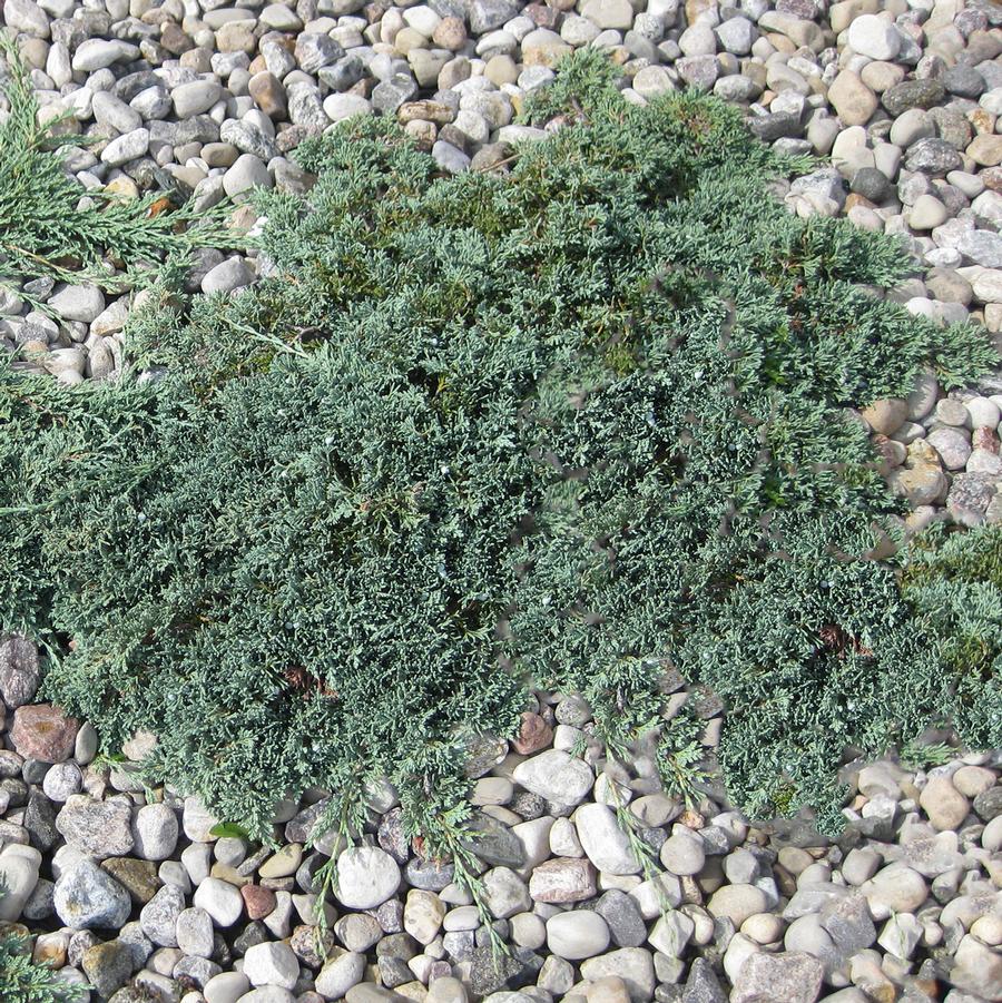 Juniperus horizontalis Icee Blue®