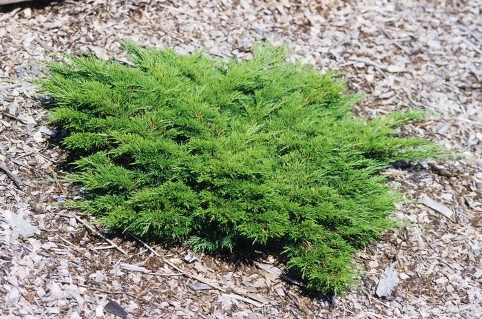 Juniperus sabina Calgary Carpet®