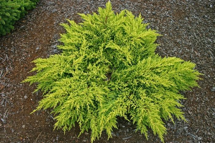 Juniperus chinensis Daub's Frosted