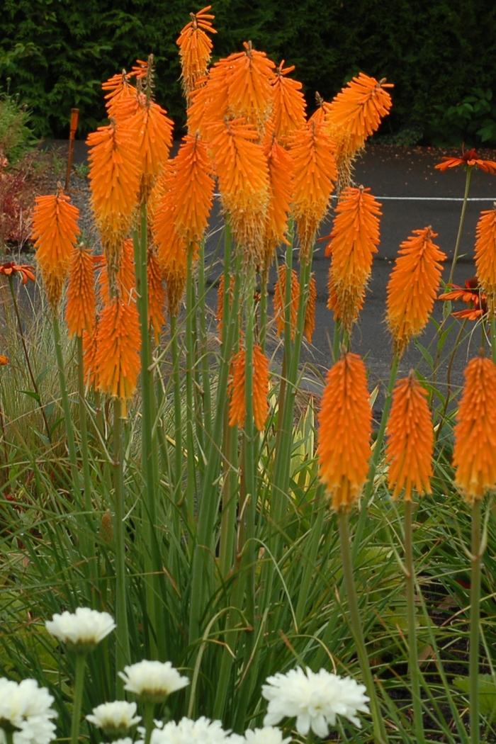 Kniphofia Popsicle™ Mango