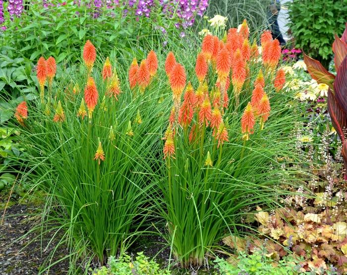 Kniphofia Popsicle™ Papaya