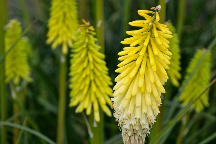 Kniphofia Pyromania™ Flashpoint