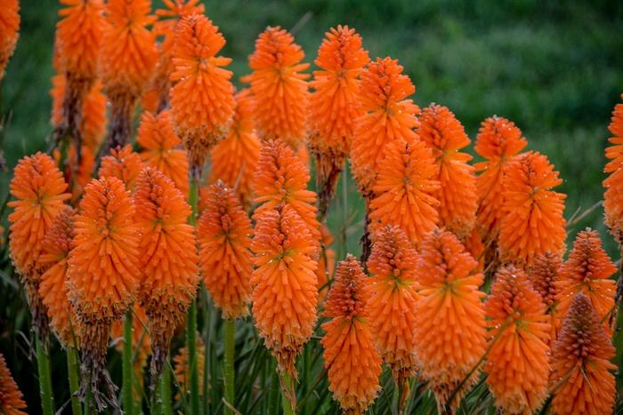 Kniphofia Pyromania® Orange Blaze