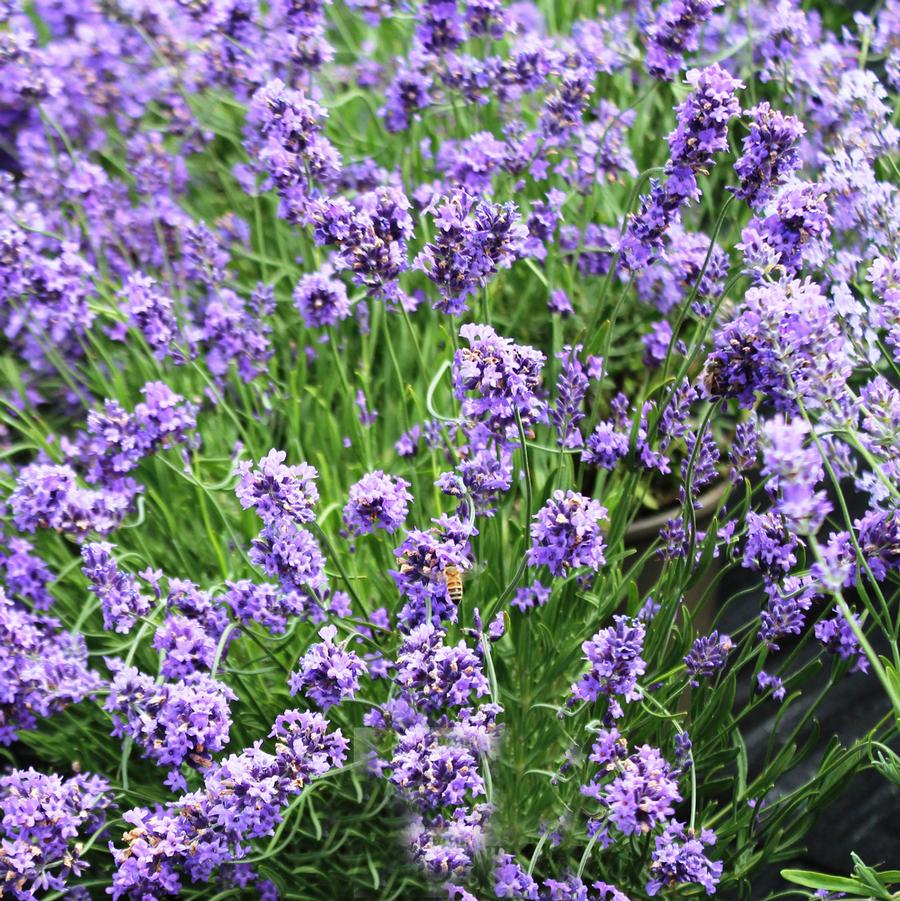 Lavandula x intermedia Sensational™ 