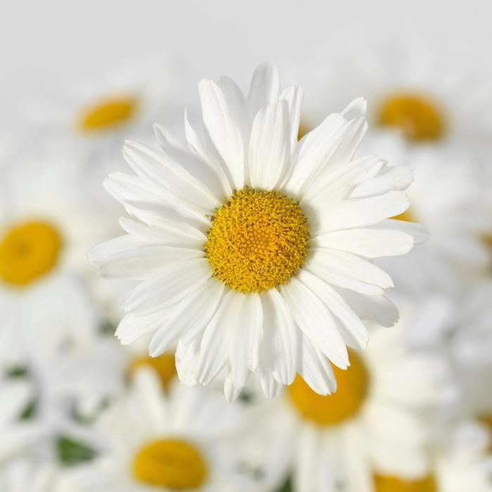 Leucanthemum x superbum White Lion