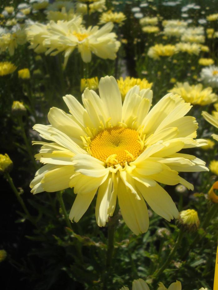 Leucanthemum x superbum Realflor® CC Real Dream