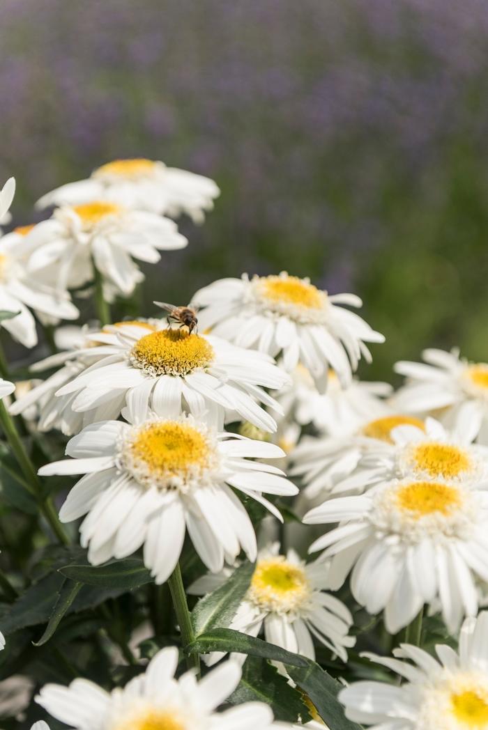 Leucanthemum x superbum Sweet Daisy™ Birdy