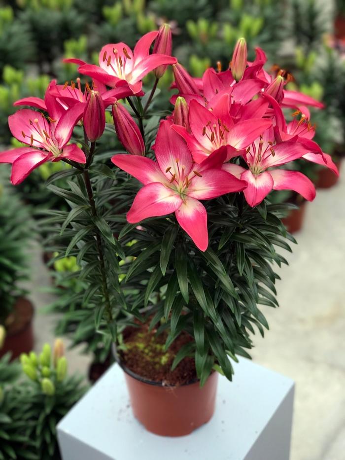 Lilium asiaticum Lily Looks Tiny Diamond