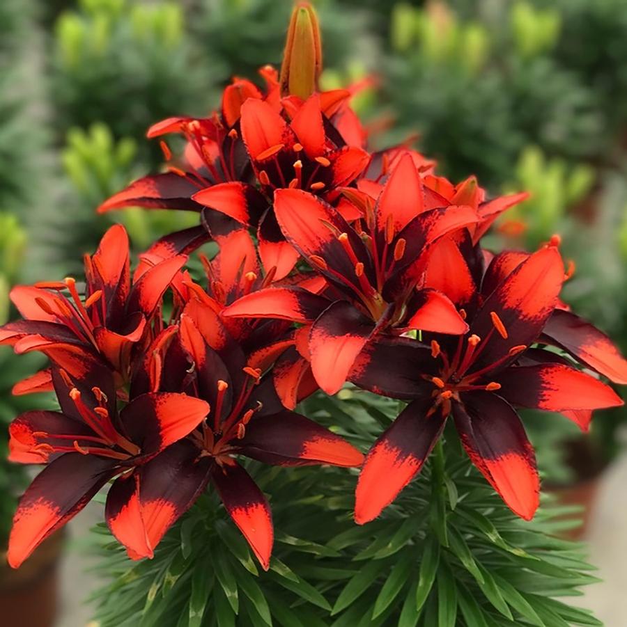 Lilium asiaticum Lily Looks Tiny Ink