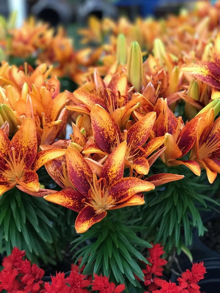 Lilium asiaticum Lily Looks Tiny Orange Sensation