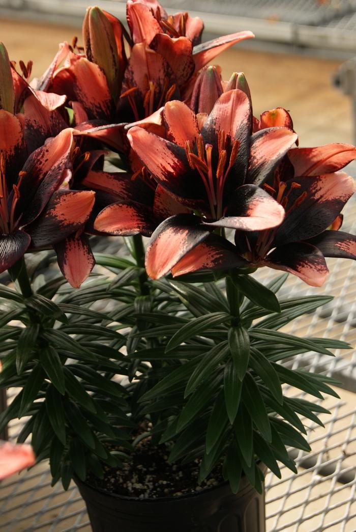 Lilium asiaticum Lily Looks Tiny Shadow