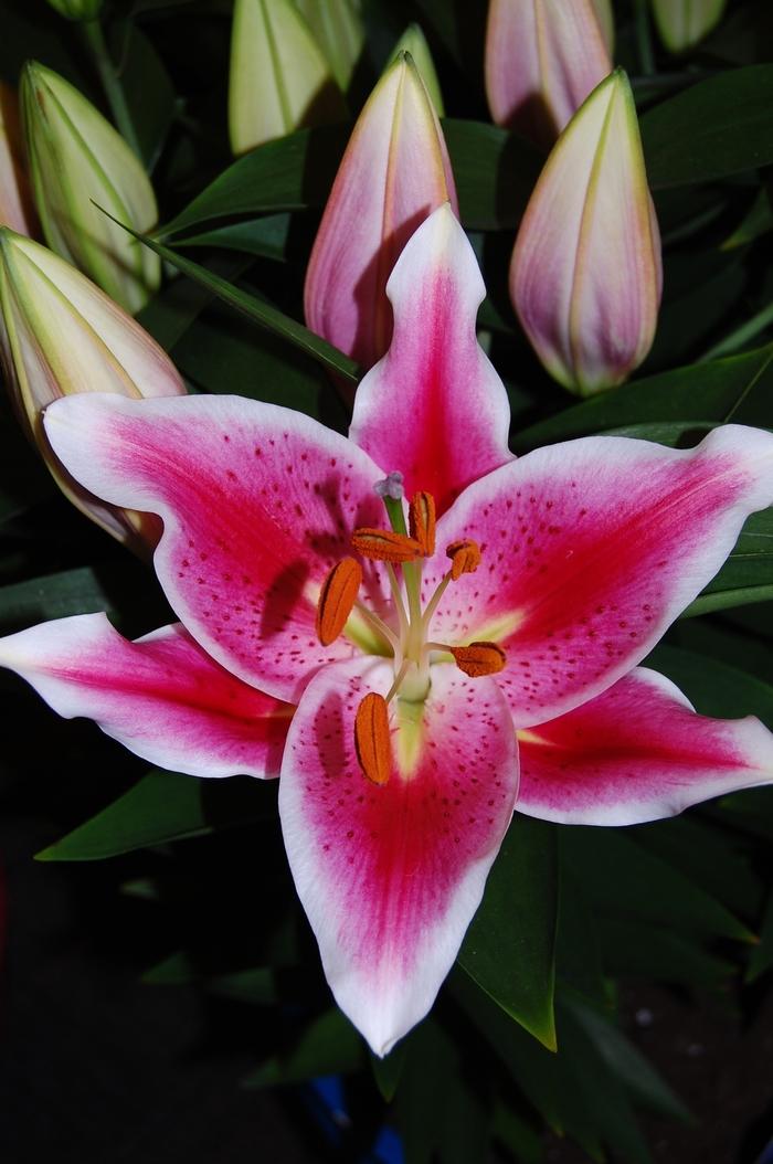 Lilium oriental Lily Looks After Eight