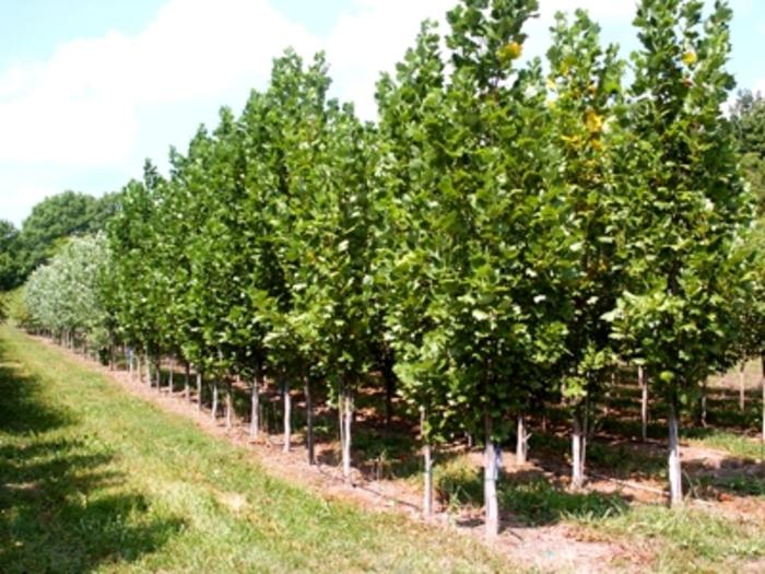 Liriodendron tulipifera Fastigiatum