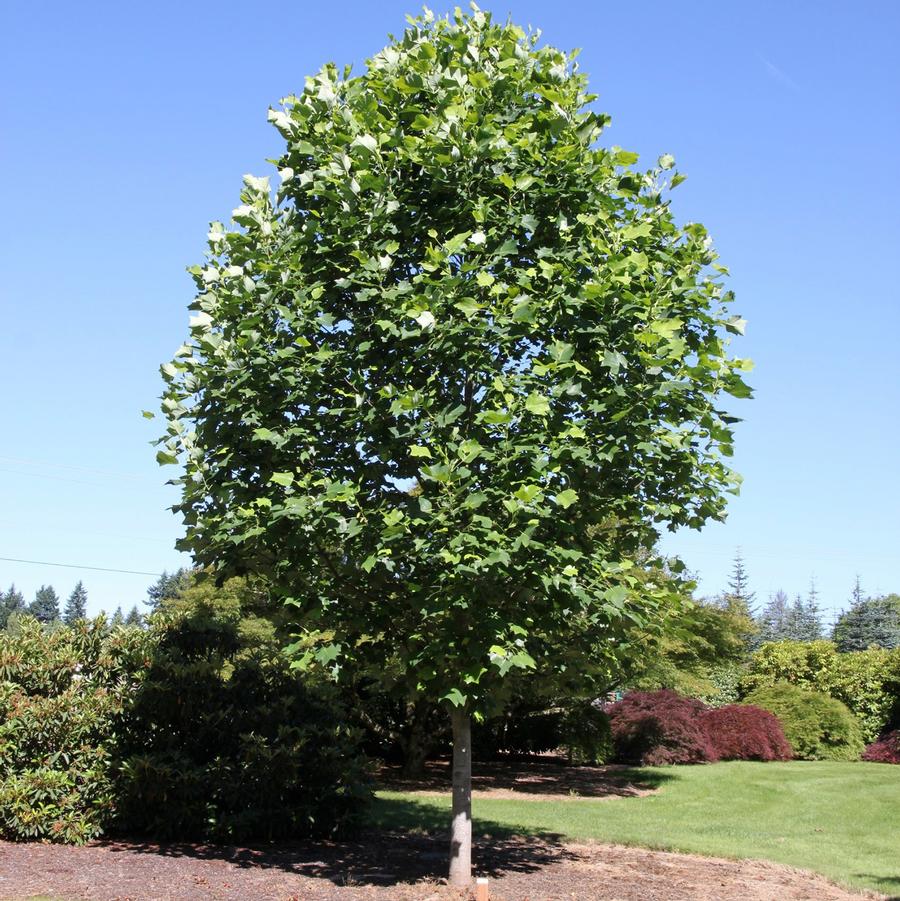 Liriodendron tulipifera Emerald City®