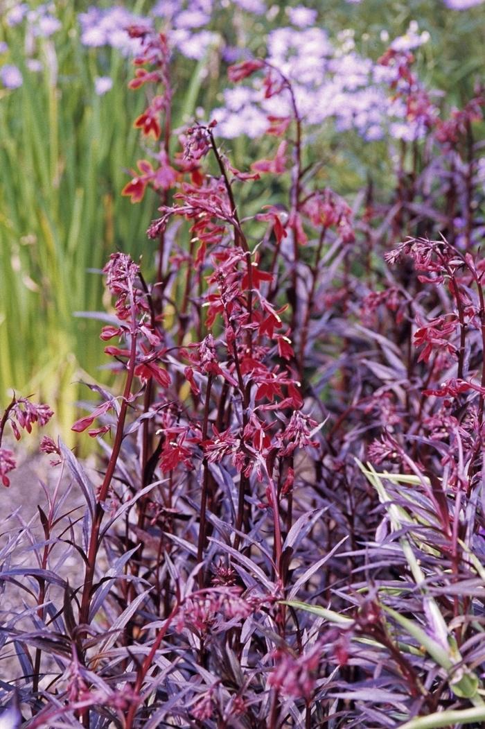 Lobelia cardinalis Queen Victoria