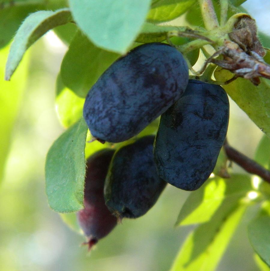 Lonicera caerulea 'Berry Blue™' Berry Blue™ Honeyberry from Willowbrook ...