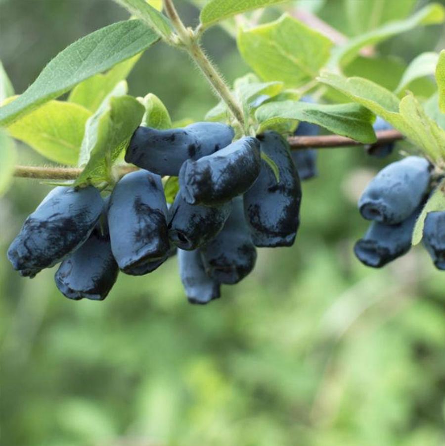 Lonicera caerulea Aurora