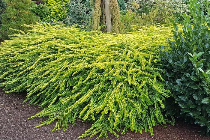 Lonicera nitida Thunderbolt™ Golden Glow