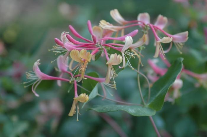 Lonicera x heckrottii Goldflame