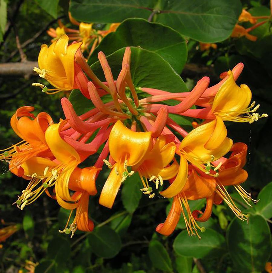 Lonicera Mandarin