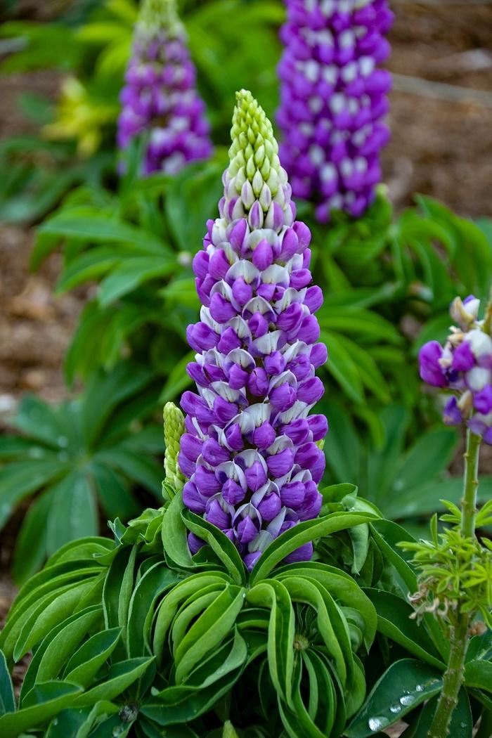 Lupinus polyphyllus Mini Gallery™ Blue