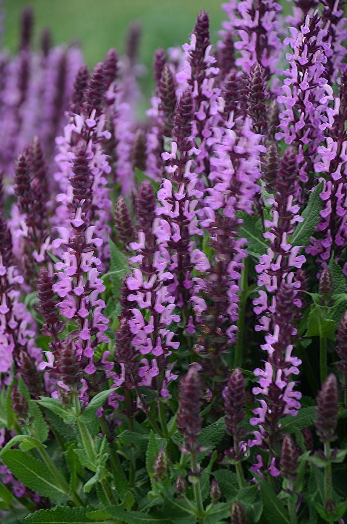 Salvia nemorosa Pink Profusion