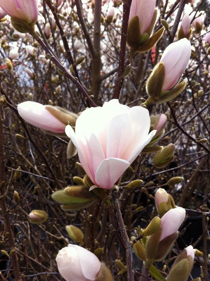 Magnolia x loebneri Dr. Merrill