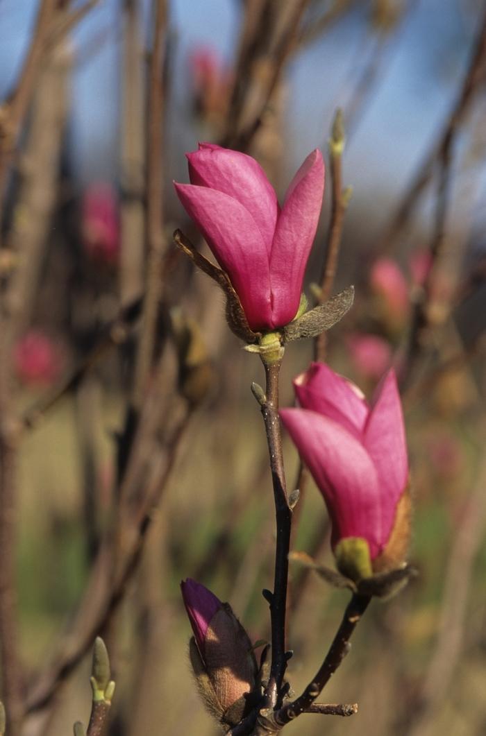 Magnolia x soulangeana Alexandrina