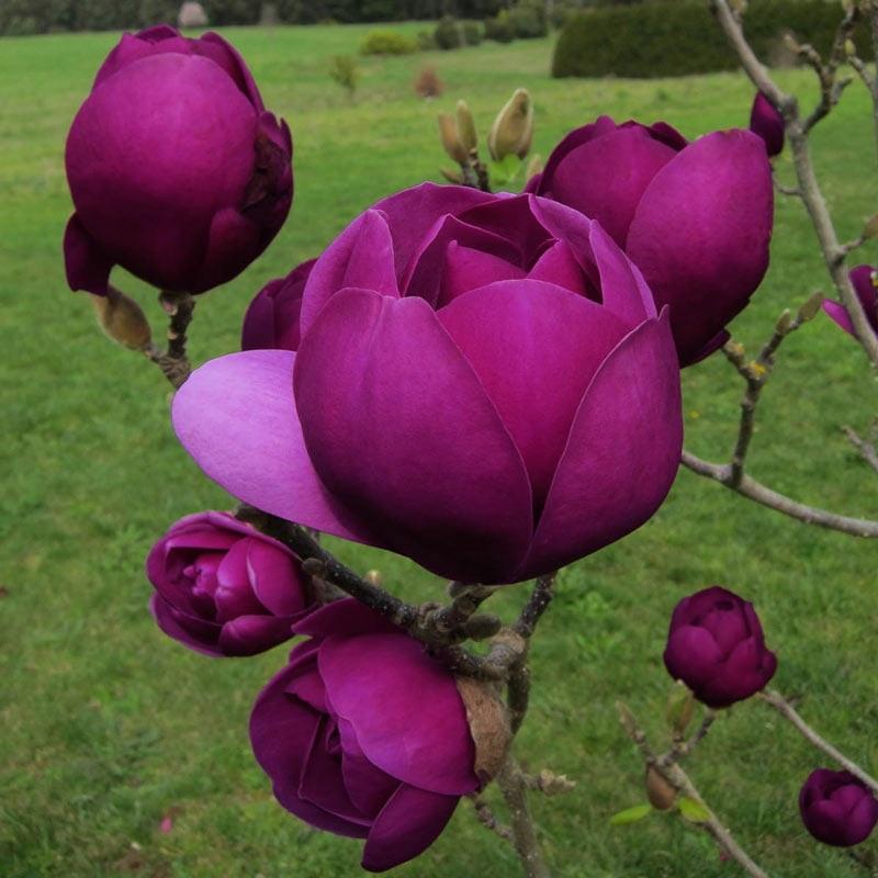 Magnolia x soulangeana Black Tulip™