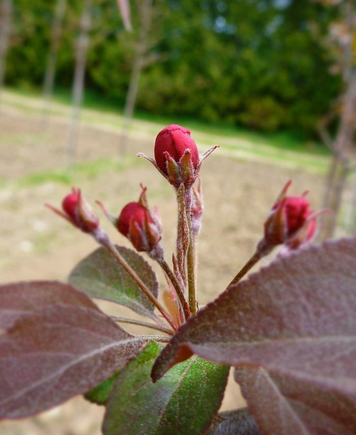 Malus Makamik